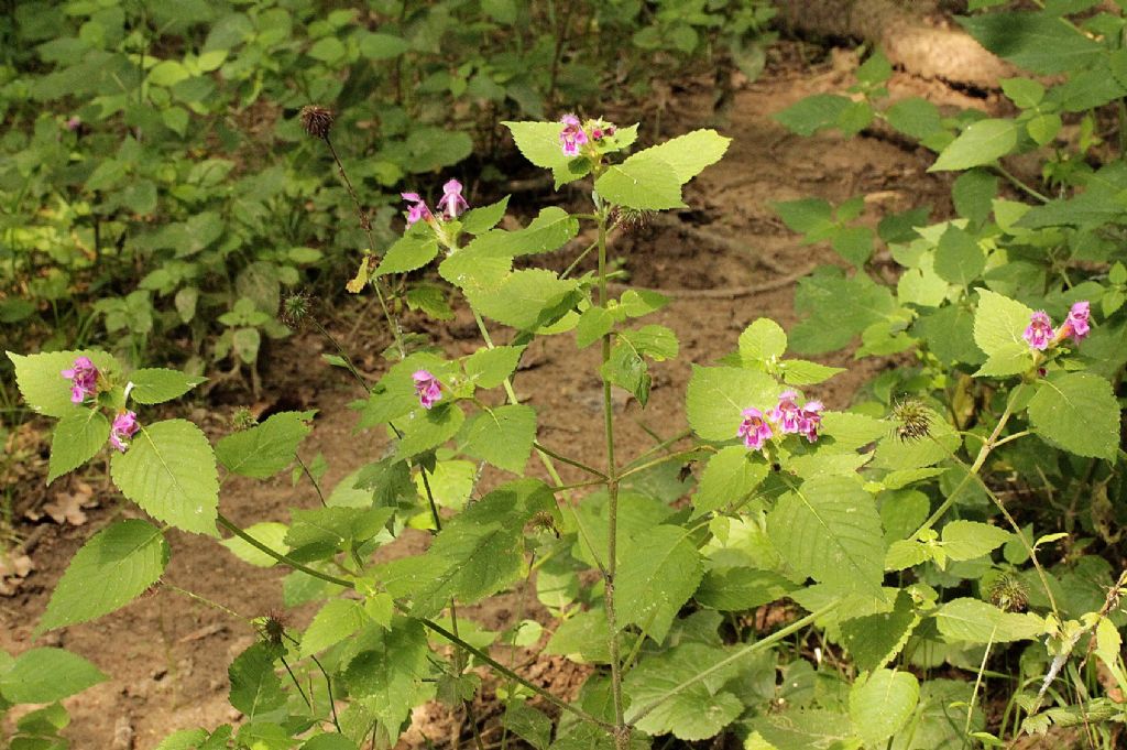 Galeopsis pubescens?